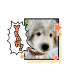 グレートピレニーズ  信州異母兄弟会①（個別スタンプ：20）