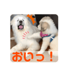 グレートピレニーズ  信州異母兄弟会①（個別スタンプ：21）