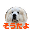 グレートピレニーズ  信州異母兄弟会①（個別スタンプ：24）