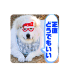 グレートピレニーズ  信州異母兄弟会①（個別スタンプ：26）