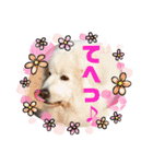 グレートピレニーズ  信州異母兄弟会①（個別スタンプ：28）