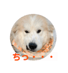 グレートピレニーズ  信州異母兄弟会①（個別スタンプ：30）