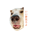 我が家の愛犬ジュリ（個別スタンプ：1）