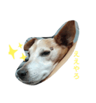 我が家の愛犬ジュリ（個別スタンプ：2）