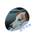 我が家の愛犬ジュリ（個別スタンプ：3）