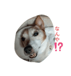 我が家の愛犬ジュリ（個別スタンプ：4）