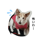 我が家の愛犬ジュリ（個別スタンプ：5）