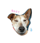 我が家の愛犬ジュリ（個別スタンプ：6）