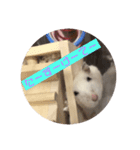 はすかちゃん 2（個別スタンプ：8）