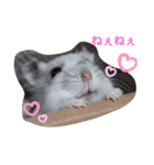 めめちゃん③（個別スタンプ：1）