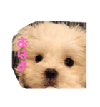コロくんの日常。（個別スタンプ：3）