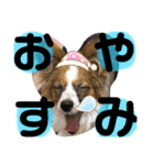 我が家のチロたん（個別スタンプ：2）