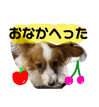 我が家のチロたん（個別スタンプ：4）