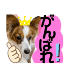 我が家のチロたん（個別スタンプ：7）