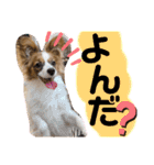 我が家のチロたん（個別スタンプ：8）