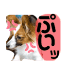 我が家のチロたん（個別スタンプ：10）