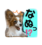 我が家のチロたん（個別スタンプ：14）