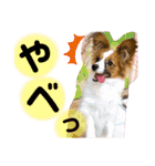 我が家のチロたん（個別スタンプ：15）