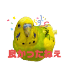 ☆第4弾☆かわいい☆セキセイインコ☆（個別スタンプ：4）