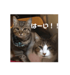 にゃんず！！！！（個別スタンプ：4）