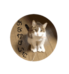 にゃんず！！！！（個別スタンプ：14）