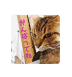 にゃんず！！！！（個別スタンプ：15）