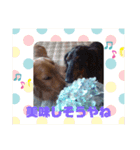 りく君＆かい君（個別スタンプ：2）