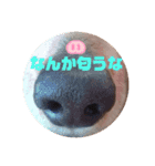 りく君＆かい君（個別スタンプ：7）