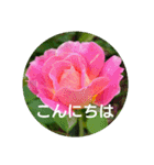 毎日に優しさを♥️  (お花たち)（個別スタンプ：2）
