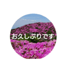 毎日に優しさを♥️  (お花たち)（個別スタンプ：3）