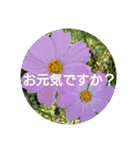 毎日に優しさを♥️  (お花たち)（個別スタンプ：4）