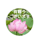毎日に優しさを♥️  (お花たち)（個別スタンプ：6）