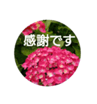 毎日に優しさを♥️  (お花たち)（個別スタンプ：8）