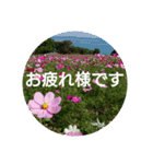 毎日に優しさを♥️  (お花たち)（個別スタンプ：9）
