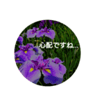 毎日に優しさを♥️  (お花たち)（個別スタンプ：11）