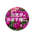 毎日に優しさを♥️  (お花たち)（個別スタンプ：15）