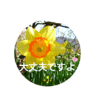 毎日に優しさを♥️  (お花たち)（個別スタンプ：16）