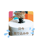 カメハメHAWAII（個別スタンプ：1）