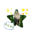 カメハメHAWAII（個別スタンプ：4）