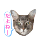 ソマリ家族のダイア君（個別スタンプ：1）