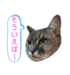ソマリ家族のダイア君（個別スタンプ：2）