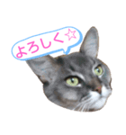 ソマリ家族のダイア君（個別スタンプ：5）