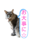 ソマリ家族のダイア君（個別スタンプ：6）