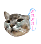 ソマリ家族のダイア君（個別スタンプ：8）