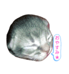 ソマリ家族のダイア君（個別スタンプ：9）