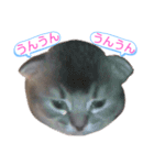ソマリ家族のダイア君（個別スタンプ：10）