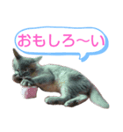 ソマリ家族のダイア君（個別スタンプ：11）