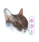 ソマリ家族のダイア君（個別スタンプ：12）