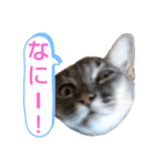 ソマリ家族のダイア君（個別スタンプ：13）