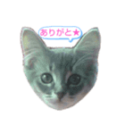ソマリ家族のダイア君（個別スタンプ：14）